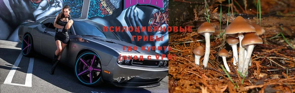 прущие грибы Иннополис